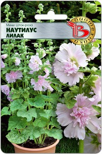 ���� ����-���� �������� �����