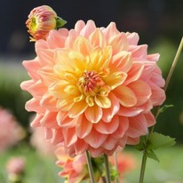 �������� ��� ������ ������, �-� I, ����� �����.