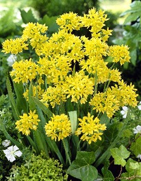 ��� �����. ���� (�������), 5/+