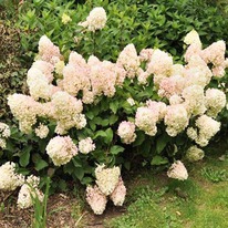 ��������� ����������� ������� ������