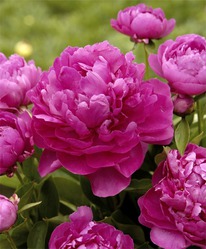 ���� ����� ��� ���� 2/3n