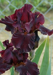 ���� ���������� ��������