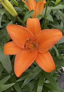 ����� ������, 10/12