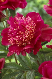 ���� ������ ����, 2/3n