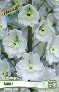 ���������� �����