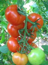 ����� F1 �����