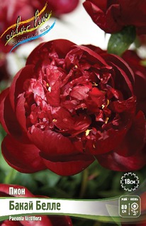 ���� ����� �����, 2/3n