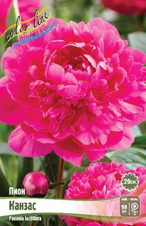 ���� ������, 2/3n