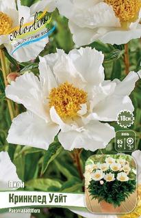 ���� �������� ����, 2/3n