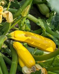 ������� ����� F1