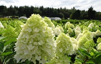 ��������� �������� ���� ������