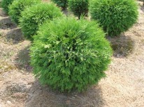 ��� �������� ����� �������