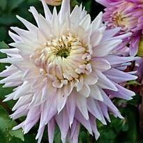 ������� ����