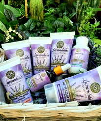 ����� �Lavandula� ��� ���� ����� ���� �� ������ �������