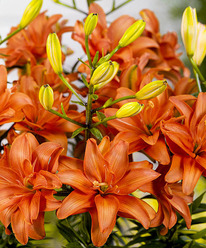 ����� ��� �����