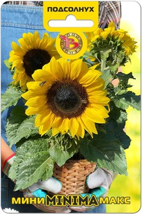 ��������� ����-���� Minima