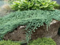 ������������ �������������� �������