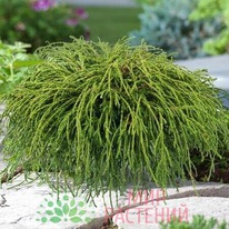 ����������� ������������� �������� ���� (Filifera Nana)