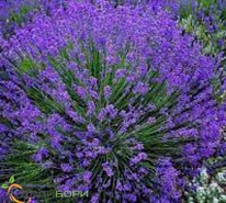 ������� ����������� 