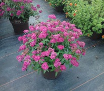 ������ �������� ���� ����