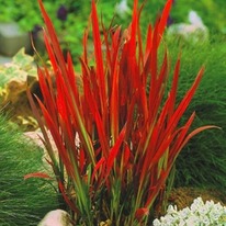 �������� �������������� ��� �����