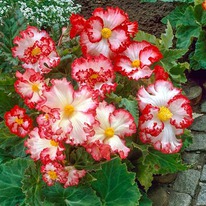 ������� ������ ��������� ����-�������