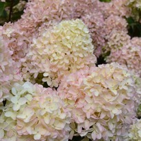 ������� ��������� ��������