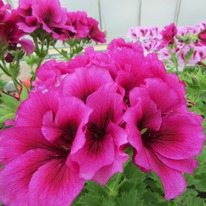 ���������� ����������� �����