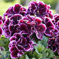 ���������� ����������� ��������������� 