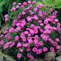 ����� �������� �������