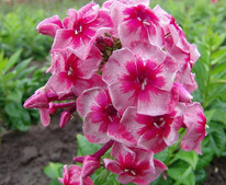 ����� ����� ��� �������