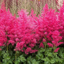 �������� ���� �����