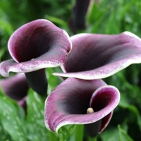 ����� �����  �����  12/14