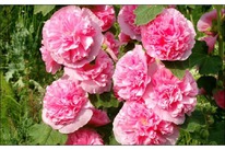 ����-���� ������ �����/�����