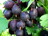 ��������� �������������