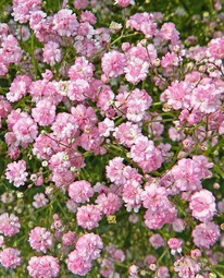 ��������� �������  (����)