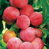 ����� ������